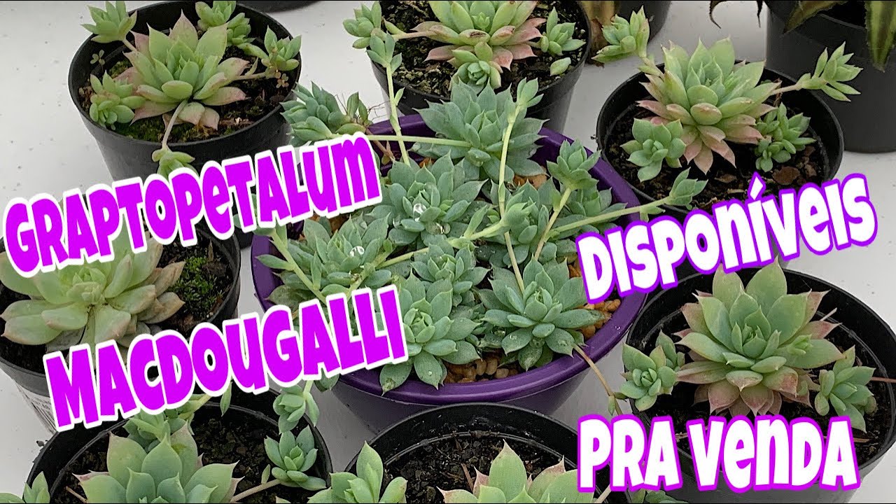 Suculenta Graptopetallum Macdougalli - A queridinha de todos