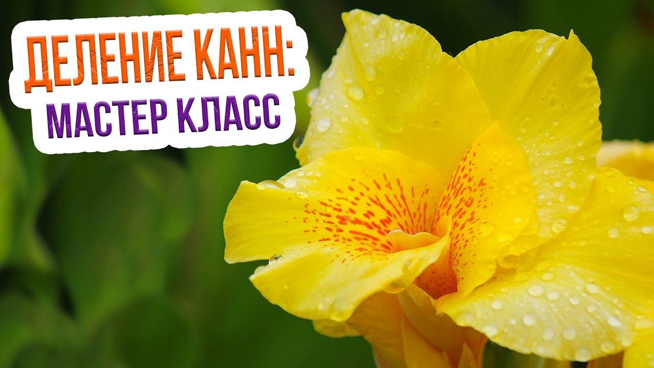 Канны - деление и посадка после зимы. Размножение и подготовка к посадке канн