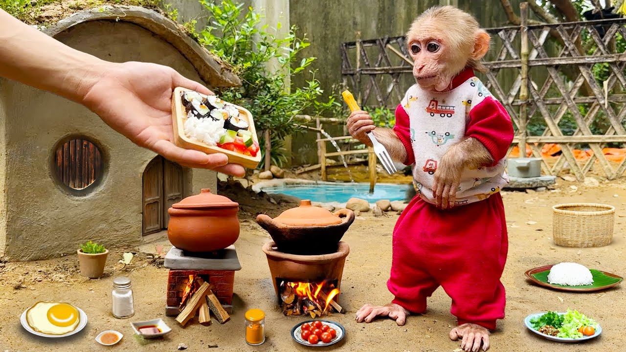Dad harvests tomatoes to make kimbap for baby monkey Bili to eat for breakfast