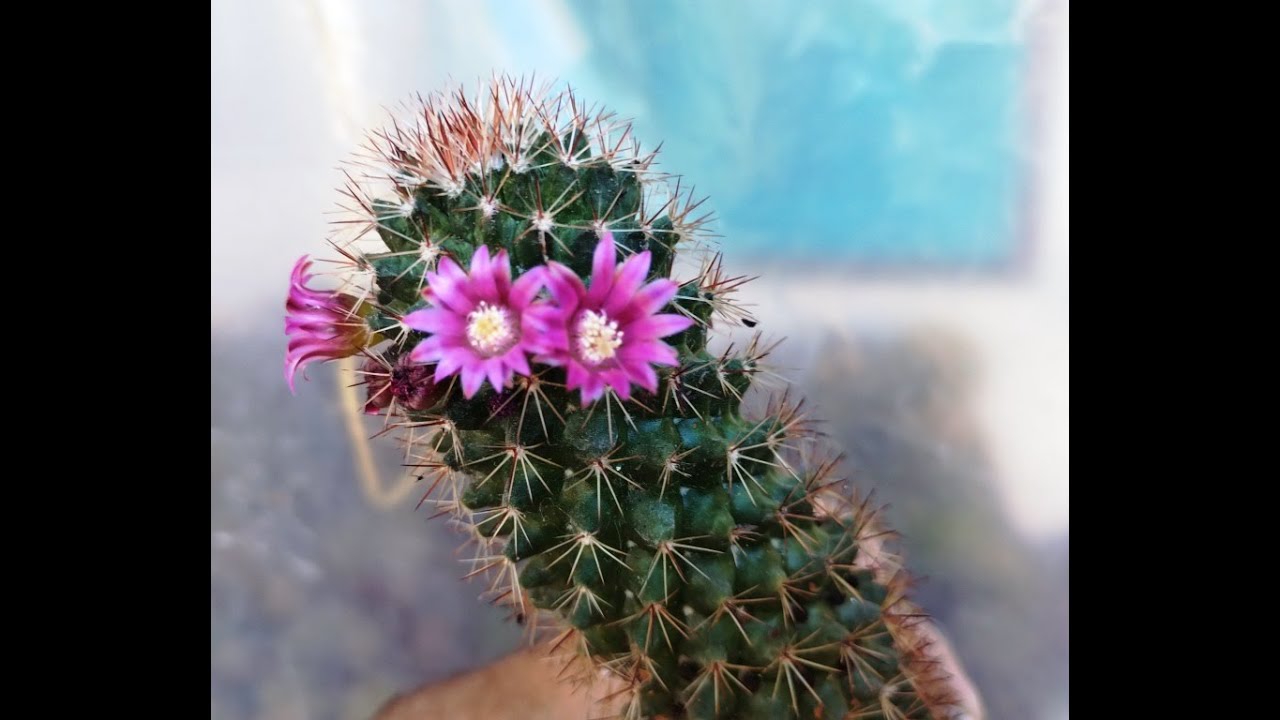 mammillaria polythele, capítulo 111 de cactusycrasasHC
