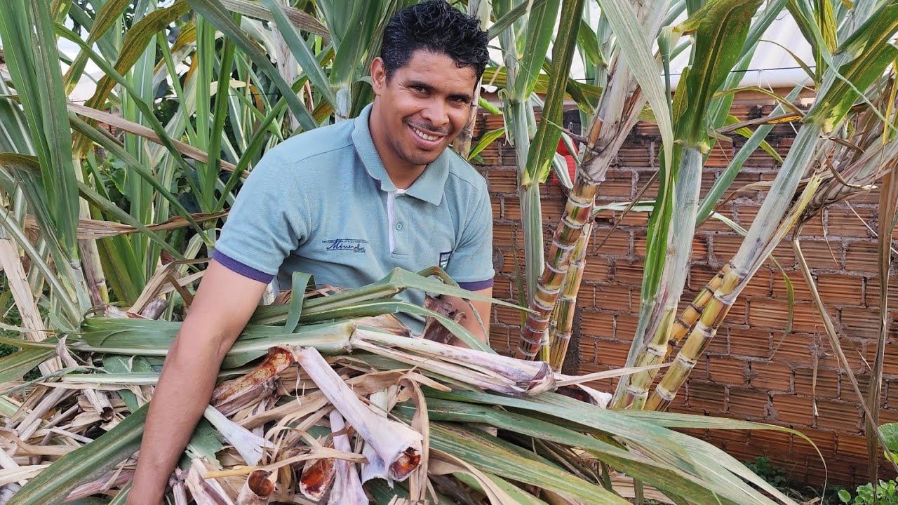 Como Limpar a Cana de Açúcar:Tire a Palhada e Melhore o Desenvolvimento 