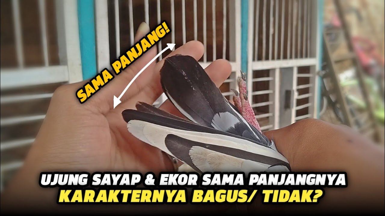 KARAKTER MERPATI UJUNG SAYAP SAMA BULUR EKOR SAMA PANJANG‼️