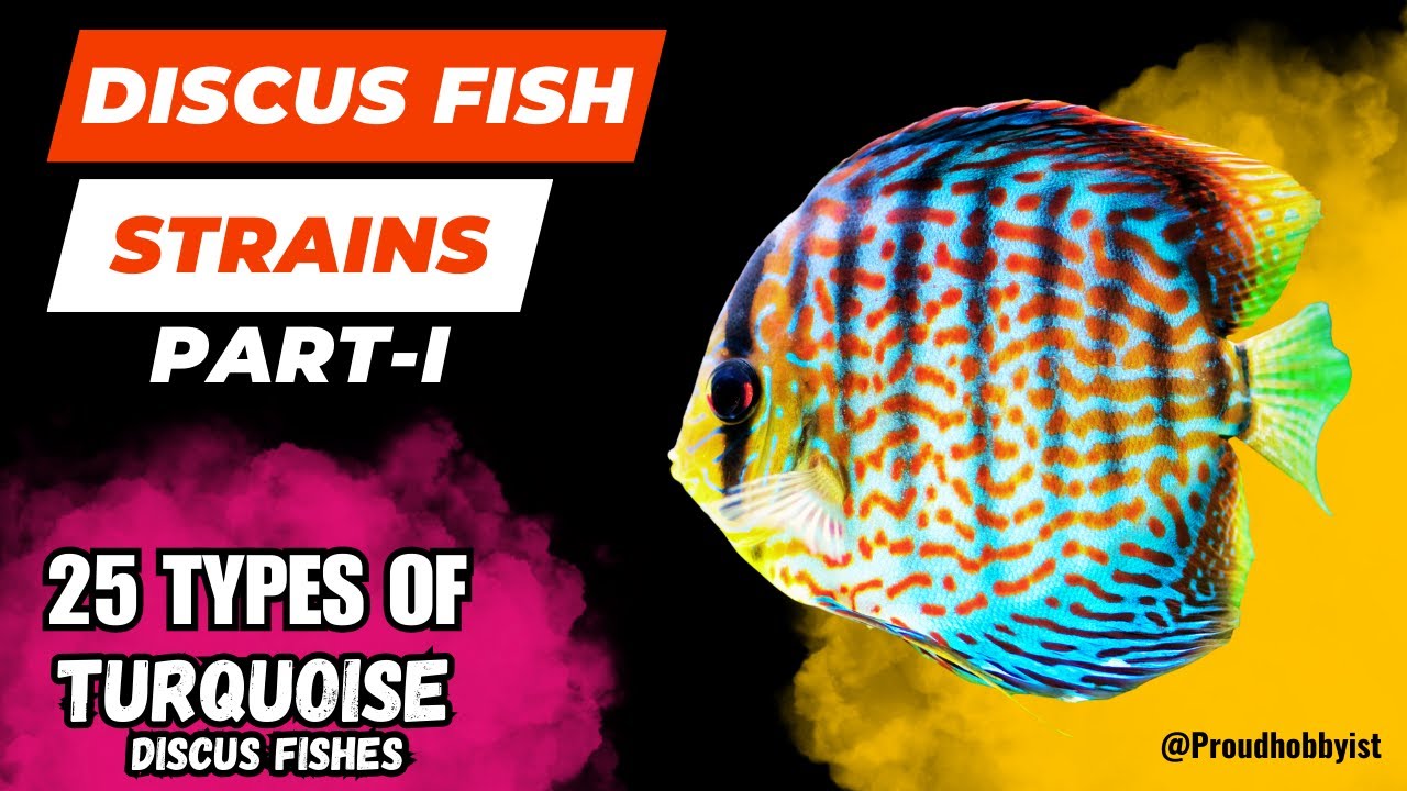Discus Fish Strains, Part-1 | 25 types of Turquoise Discus Fishes | Proud Hobbyist