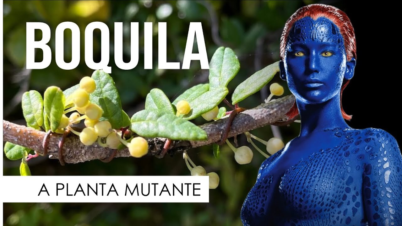 BOQUILA - 🌿 A planta Mutante 🌱