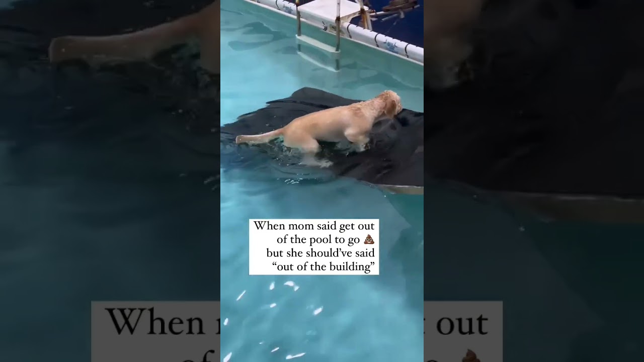 Watch what he does 😳 Funny dog poops in the pool b/c he&rsquo;s confused by dog mom 🤣 #confused #dog
