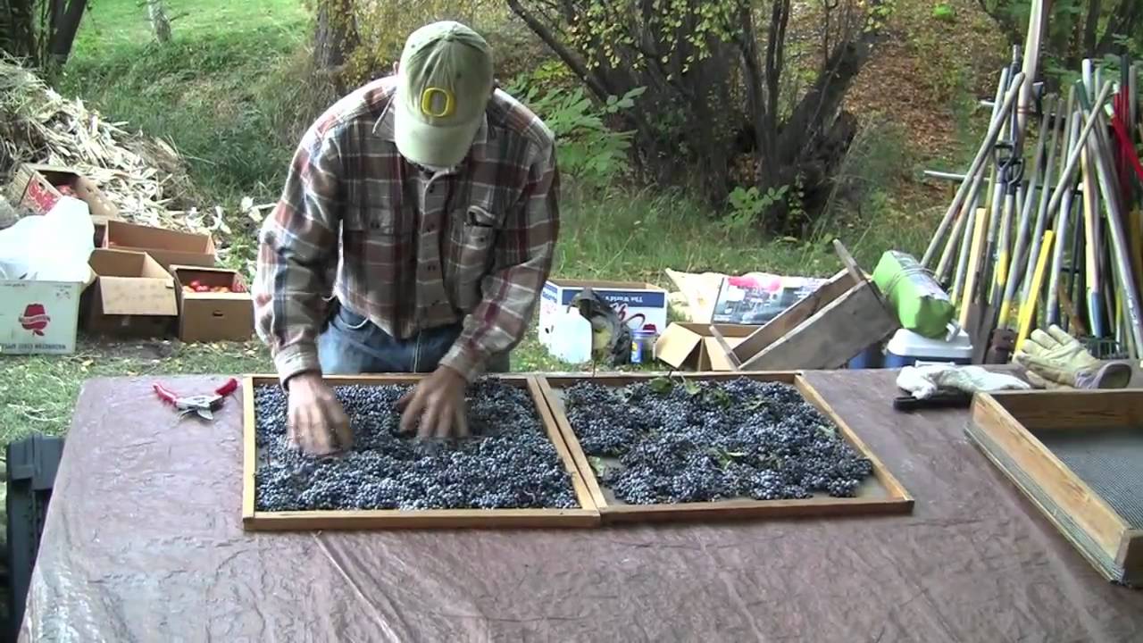 Blue Elderberry -  Collecting and Processing