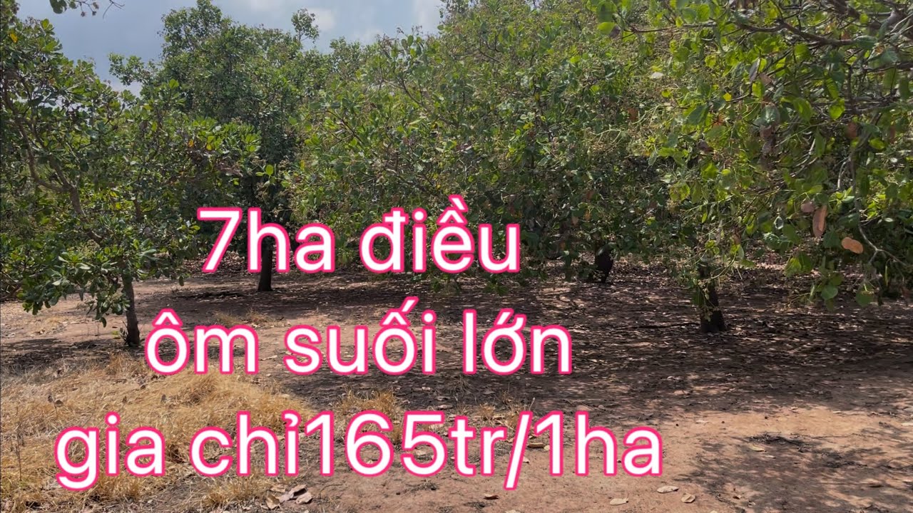 7ha điêu và đất trắng đất bằng phẳng ôm suối lớn phù hợp trong các loại cây đường xe ô tô tới vườn 