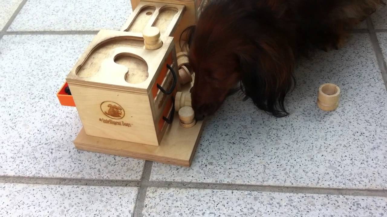 Sarah spielt My Intelligent Dogs - 