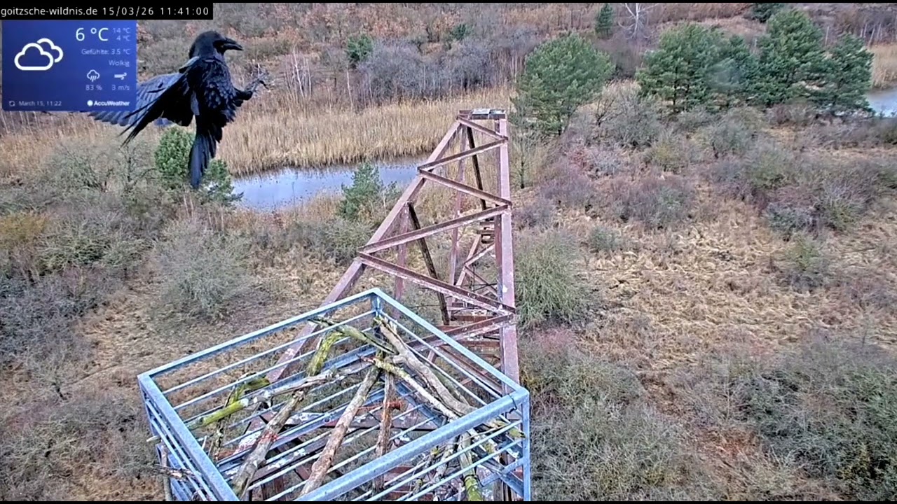 Fischadler/ Bundstiftung Goitzsche Wildnis  ☆Krähen, Raben, Falken 🪶 Wer gegen wen? 