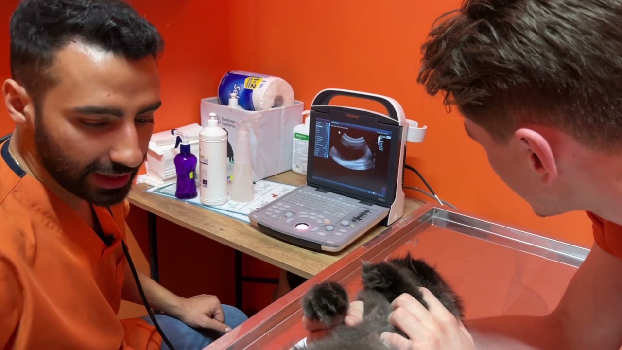 KEDİM KANLI İDRAR YAPIYOR