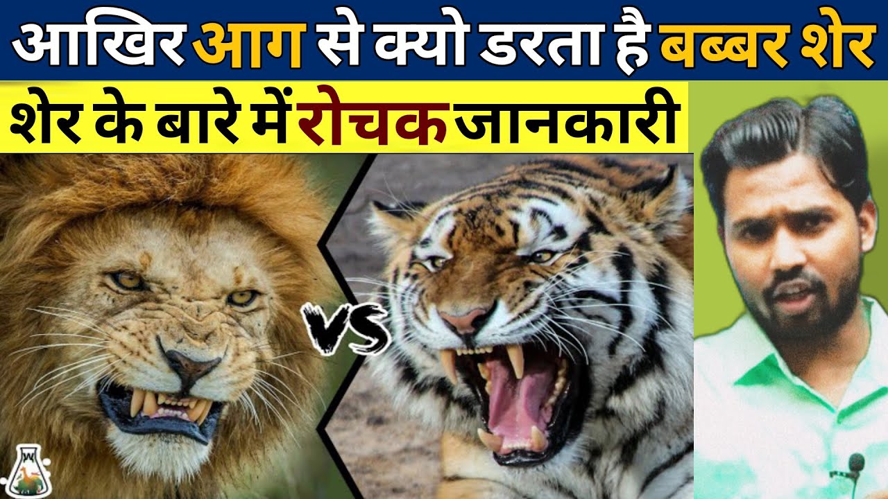आखिर आग से क्यो डरता है बब्बर शेर || शेर के बारे में रोचक जानकारी #khansir #khansirpatna #khangs