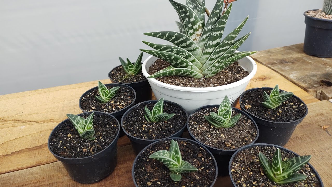 ALOE VARIEGATA, DICAS DE CULTIVO E CURIOSIDADES.