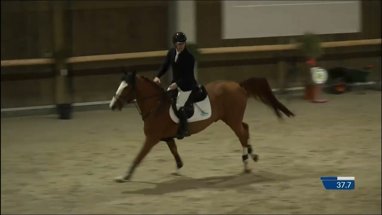 Emmerson Hero Z Stallion Competition Zellik 