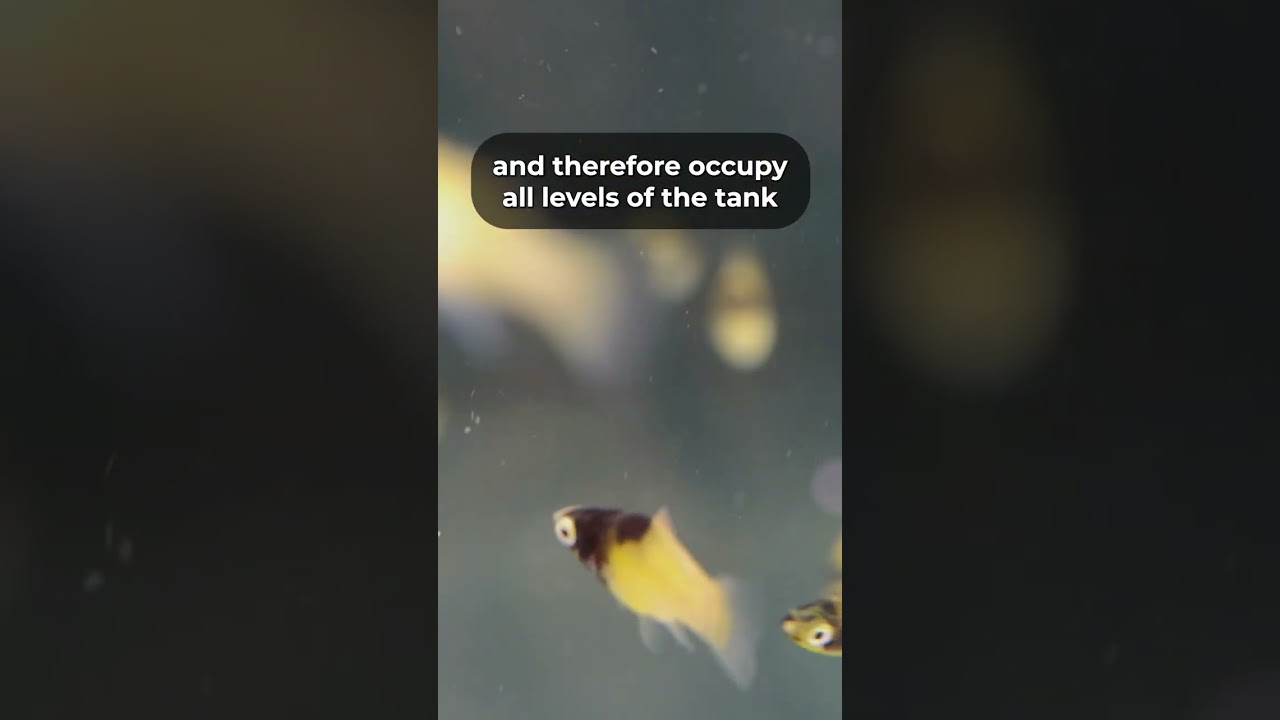 Top 3 Platy Fish For Your Freshwater Aquarium