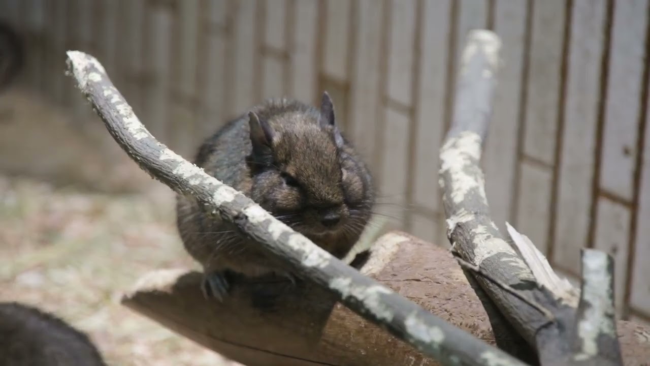 デグー　３