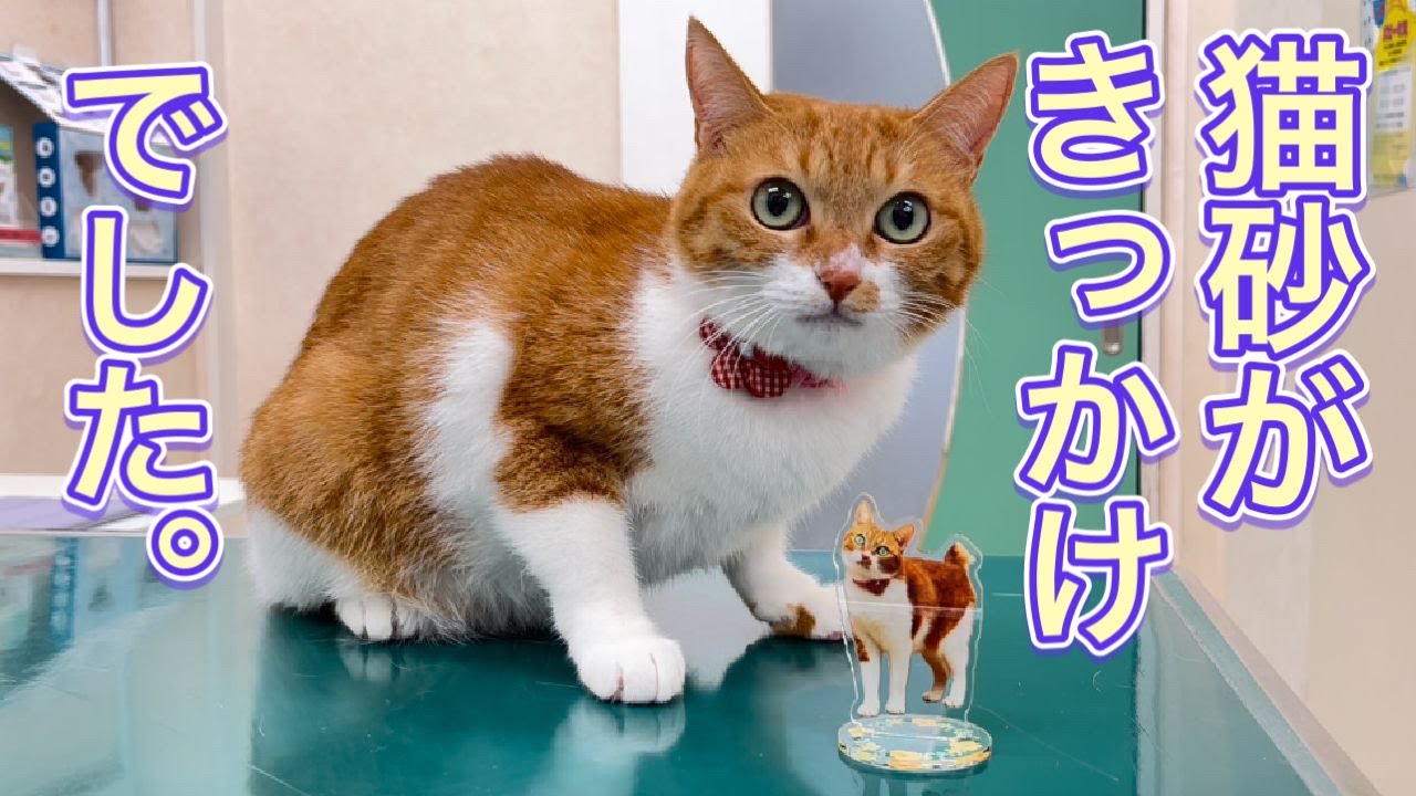 猫砂が原因になることもある皮膚炎の治療と治療経過【猫の指間皮膚炎の対処法】