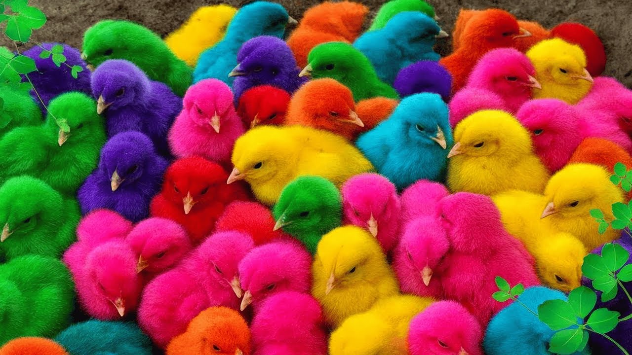 World Cute Chickens, Colorful Chickens, Rainbows Chickens, Cute Ducks, Cat, Rabbits,Cute Animals🐤🐣🦆🐟