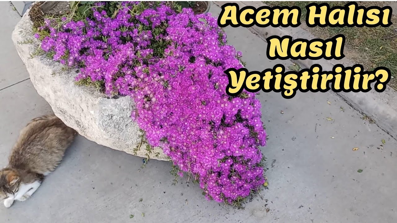 Acem Halısı Çiçeği (drosanthemum) Nasıl Yetiştirilir ?