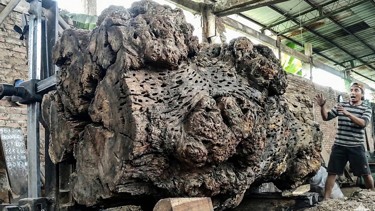 STOP RIGHT THERE! No One Wants to Cut This Tree—Only the Fearless at the Sawmill Tried
