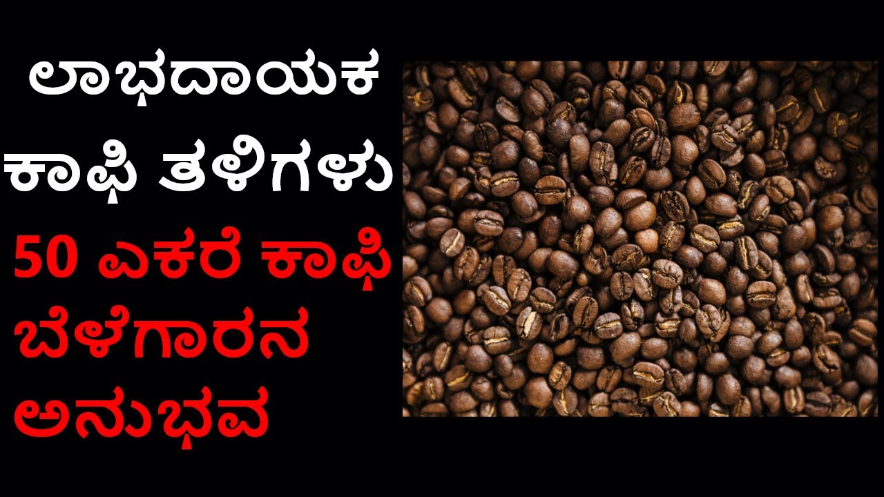 ಲಾಭದಾಯಕ ಕಾಫಿ ತಳಿಗಳು -50 ಎಕರೆ ಕಾಫಿ ಬೆಳೆಗಾರನ ಅನುಭವ