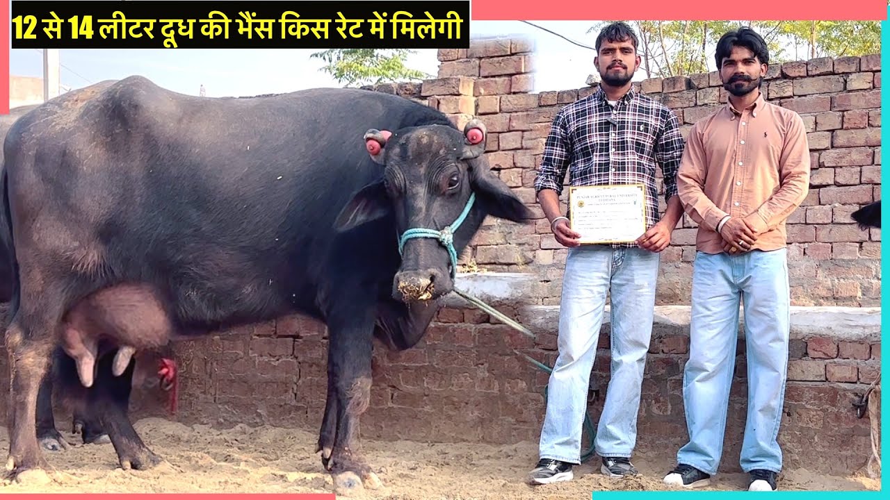 12 से 14 लीटर दूध की भैंस किस रेट में मिलेगी ॥ जानते है ताज़ा मोल भाव #dairyfarm #buffalo 