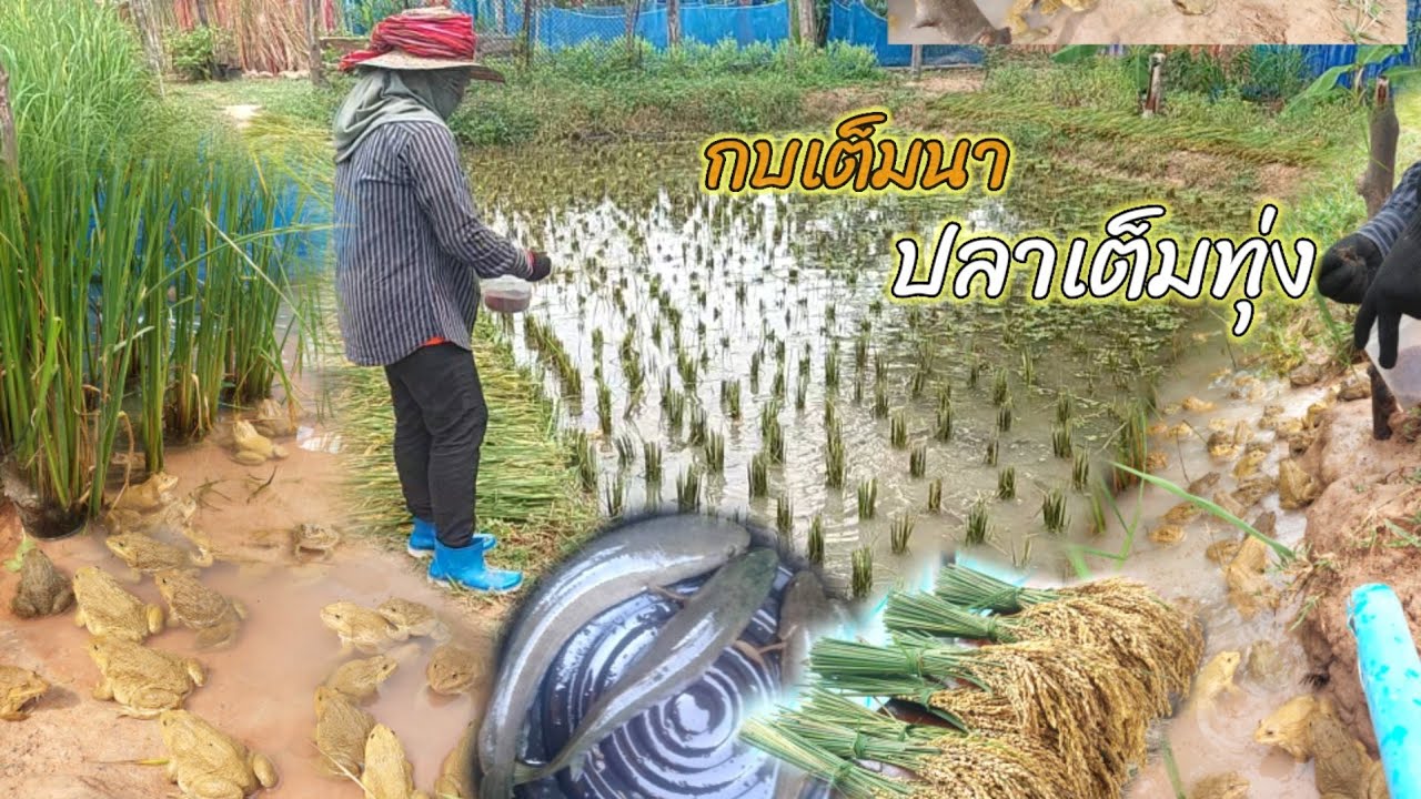เลี้ยงกบนา..และปลาช่อน ในนาข้าวญี่ปุ่นแถมเพาะแหนแดง เนื้อที่ 2งานสร้างสุข สุดยอดไอเดียการเกษตร