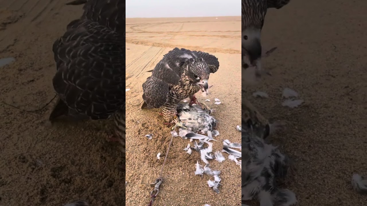 هذا طيرنا الي ينقل العلف