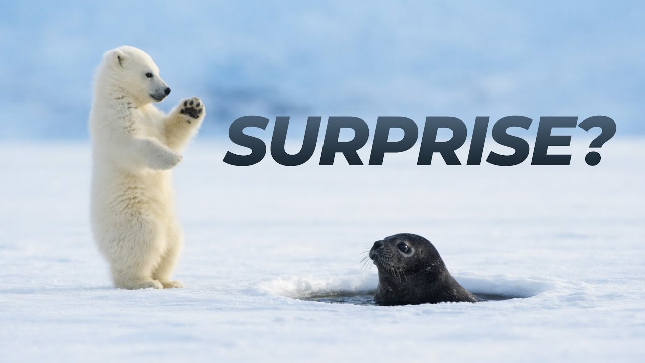 A Polar Bear Cub Meets a Seal | Life on the Arctic Ice | Snow Bears | Wild Life | Planet of Animalia