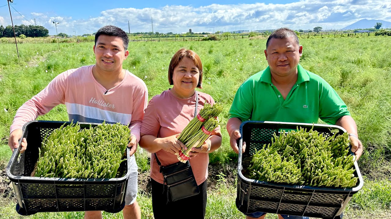 5M Kita per Hectare Yearly sa Asparagus Farming: Laki ng Demand, Kulang sa Supply + Puhunan