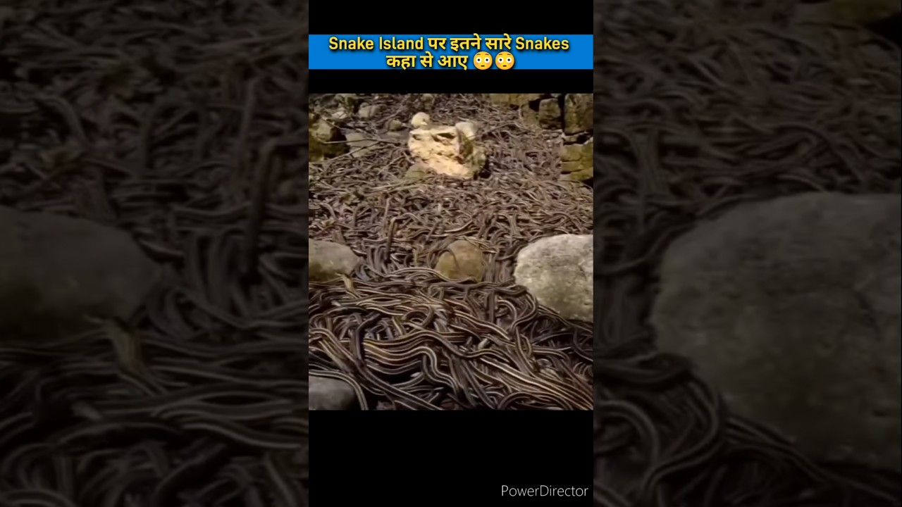 Snake Island पर इतने सारे Snakes कहा से आए 😳😳 | हिंदी तथ्यों | अदृभुत हिंदी तथ्य | #facts #shorts