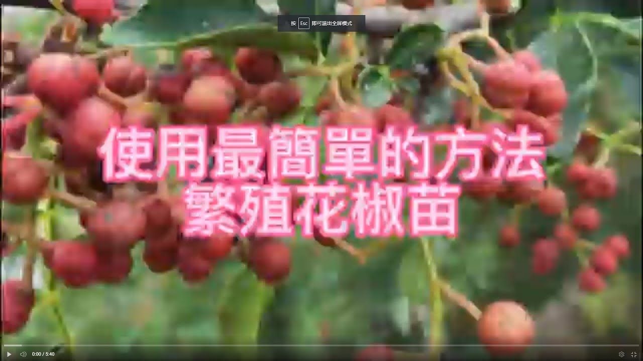 使用最簡單的方法來繁殖花椒苗￼，喜歡嘗試各種各樣的方法
