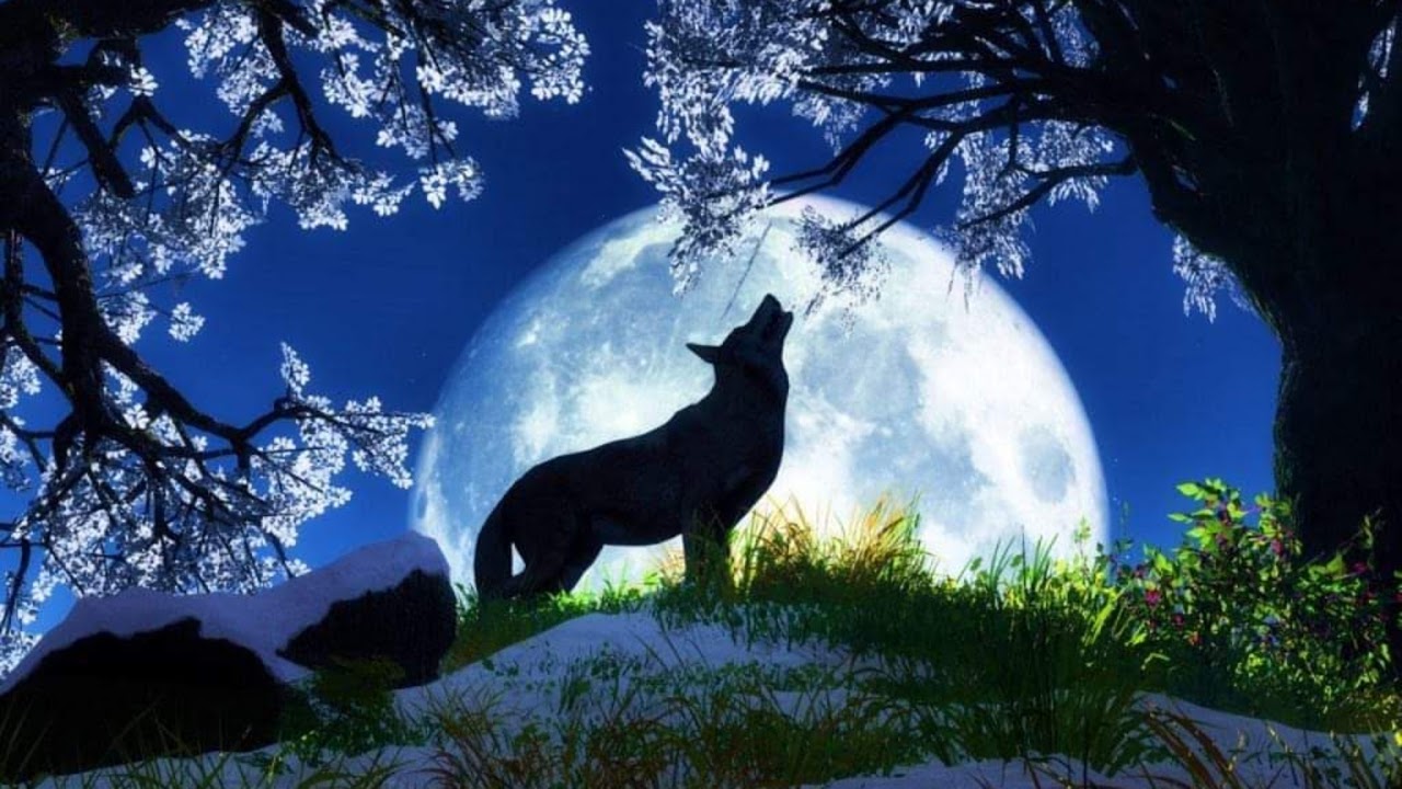 LJ-THE-MIDNIGHT-WOLF (MORNING VIBES) (DISCLAIMER) I OWN NO RIGHTS  DUE TO COPYEIGHT