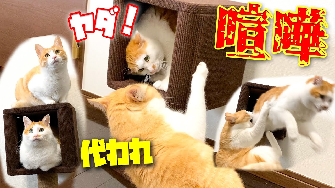 子猫用のキャットタワー を必死に奪い合い喧嘩する精神年齢が子猫な猫達www