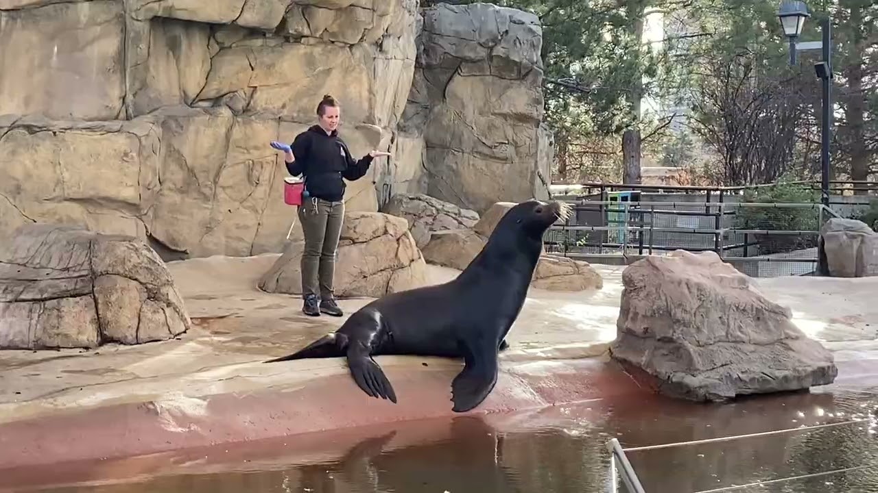 The Sea Lion Show at Denver Zoo (2026)