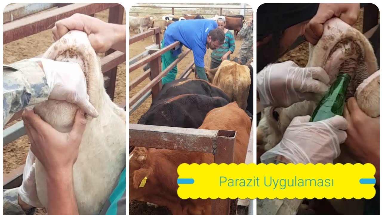 İÇ PARAZİT ve DIŞ PARAZİT UYGULAMASI YAPTIK. #iğne #büyükbaş