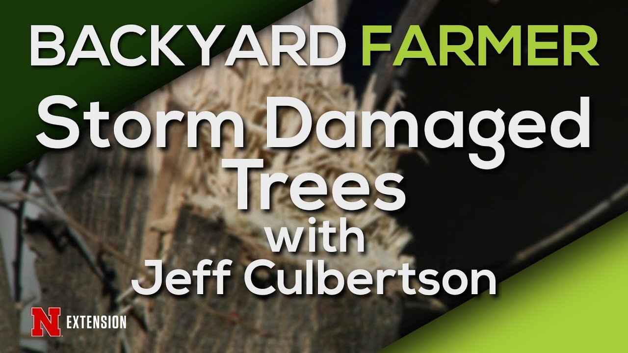 Storm Damaged Trees