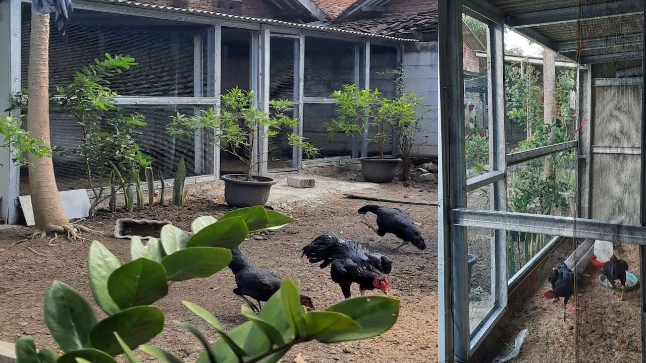 Kandang ayam modern dan awet dari baja ringan