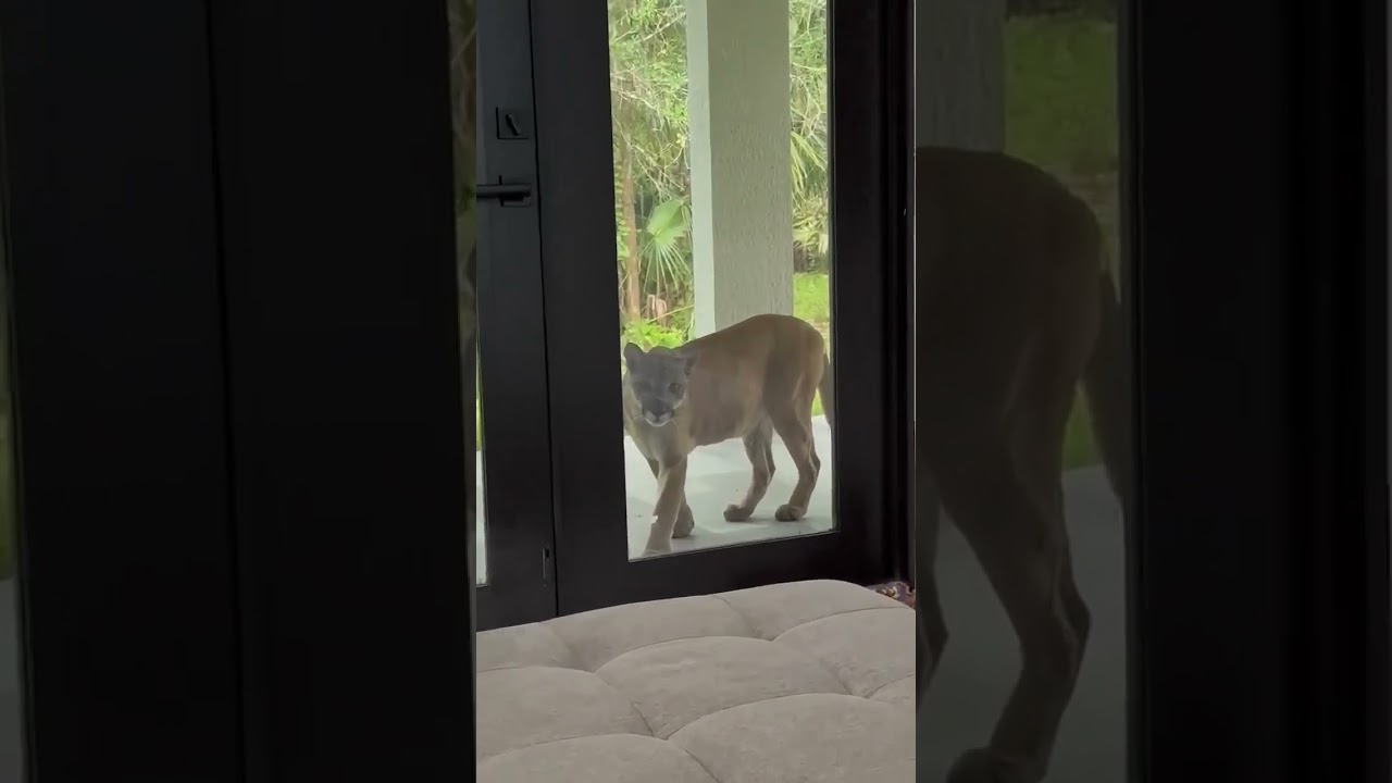 Florida panther at the patio door. Naples FLORIDA #florida #lovefl #animals #wildlife #panther #cat