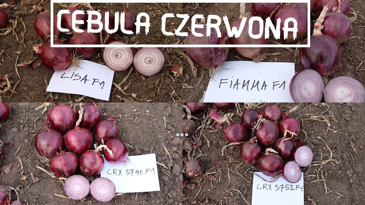 Czerwona cebula wiosenna od włoskiego hodowcy Cora Seeds 😎👌
