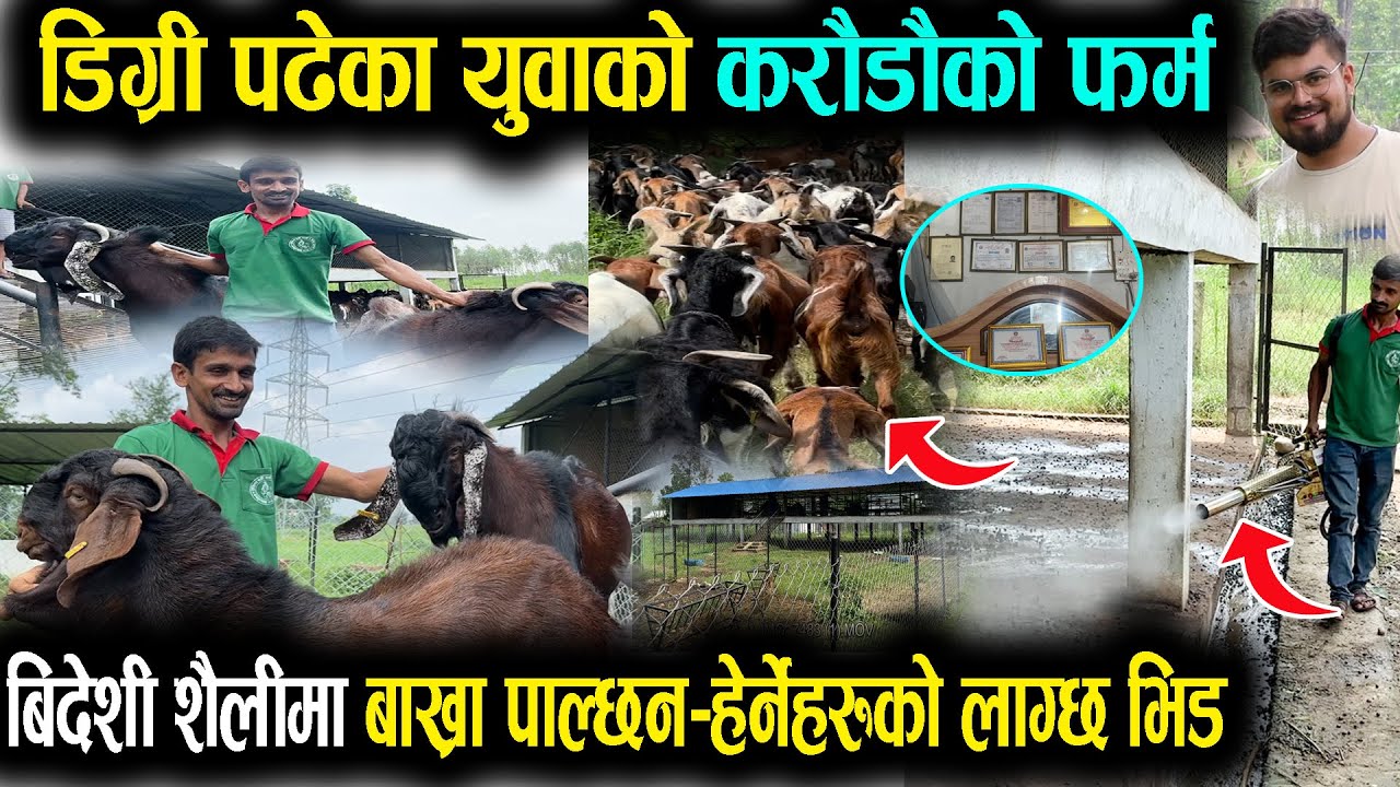 डिग्री पड्दै गरेका युवाले खोले करोडौको बाख्रा फर्म,बिदेशी शैलीमा बाख्रा पाल्छन-फर्म हेर्नेहरुको भिड