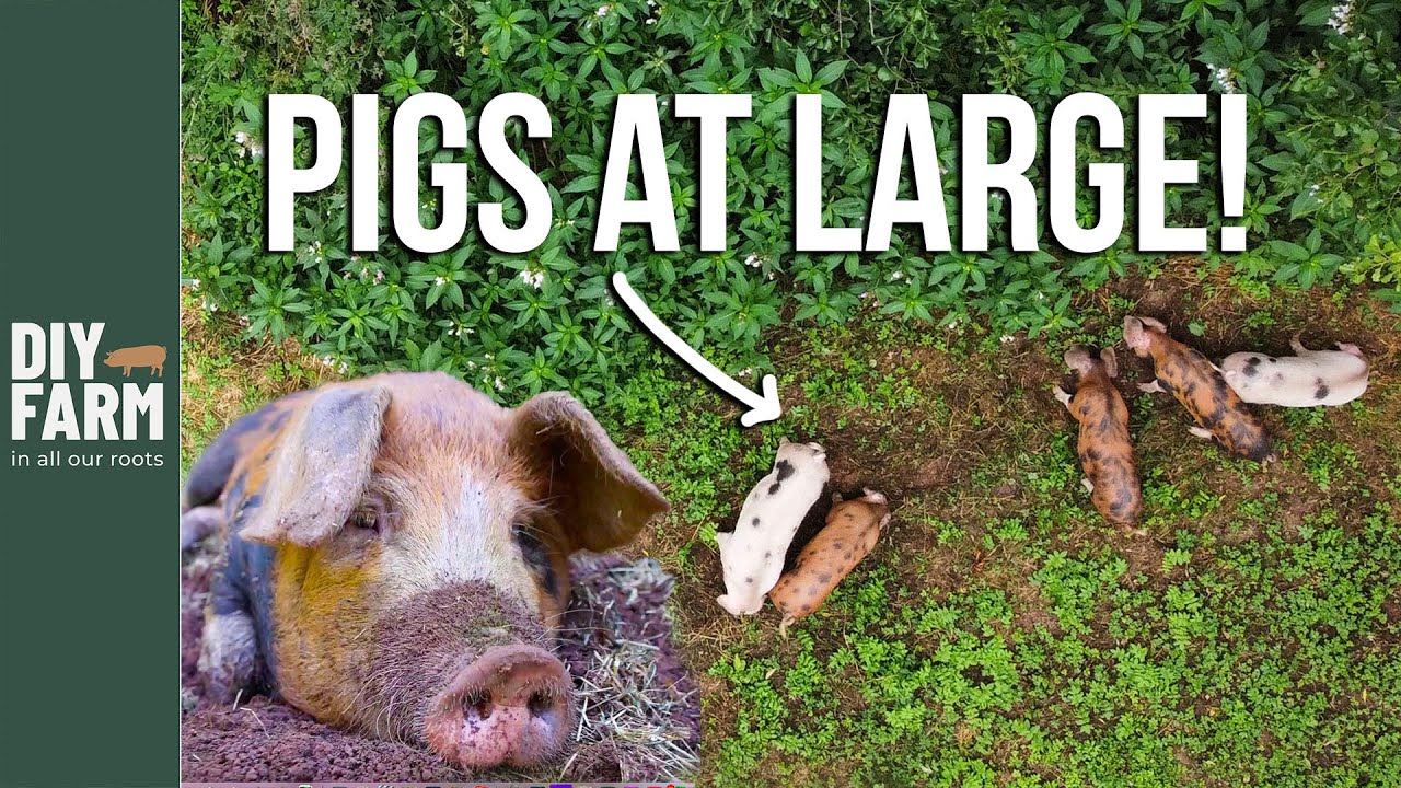ПОСМОТРИТЕ, ЧТО СВИНЬИ ДЕЛАЮТ ЛУЧШЕ ВСЕГО 🐷 - Преобразование фермы!