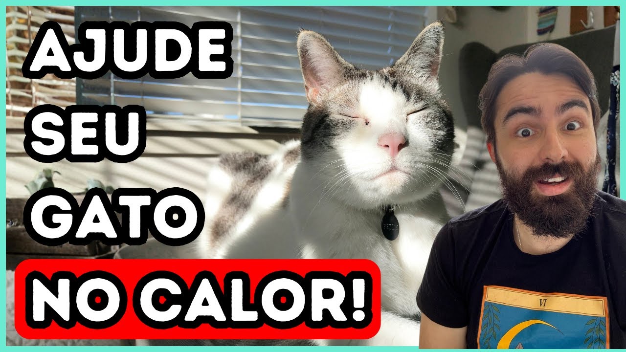 O VERÃO CHEGOU: Faça ISSO Para o Seu Gato NÃO SOFRER Com o CALOR!