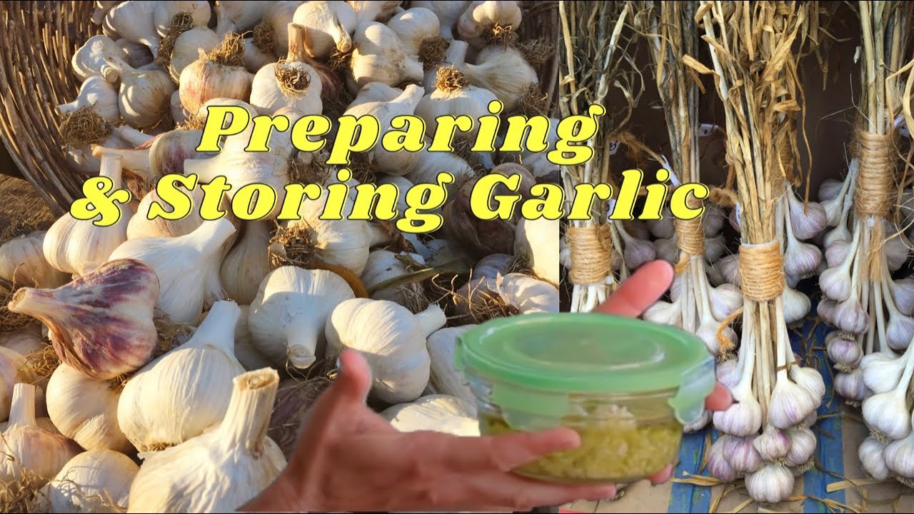 Preparing and Storing Garlic