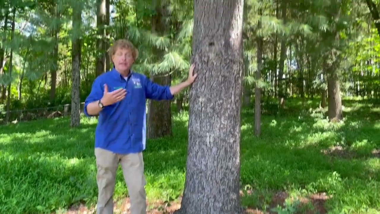 Why Can't I Grow Grass Under My Trees?