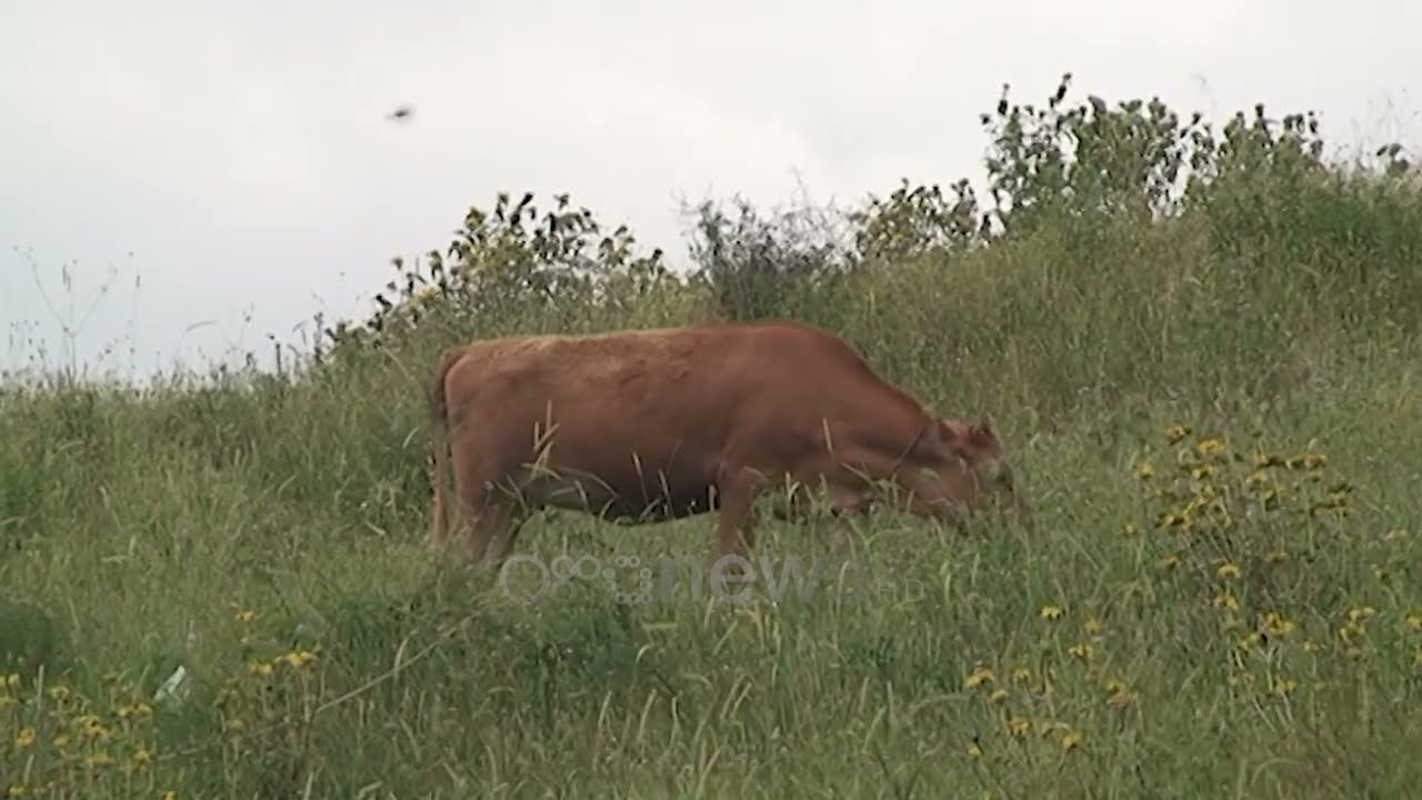 Rikthehet sëmundja e Brucelozës, evidentohen rastet e para në Gjirokastër