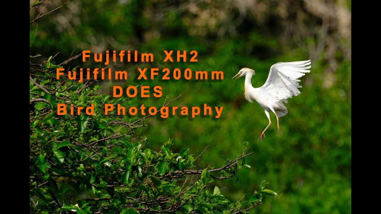 Fujifilm XH2 Bird Photography