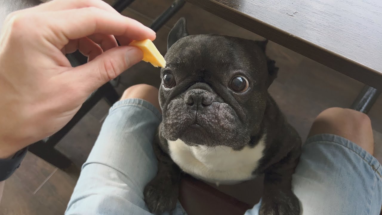 I can't say «no» to those eyes