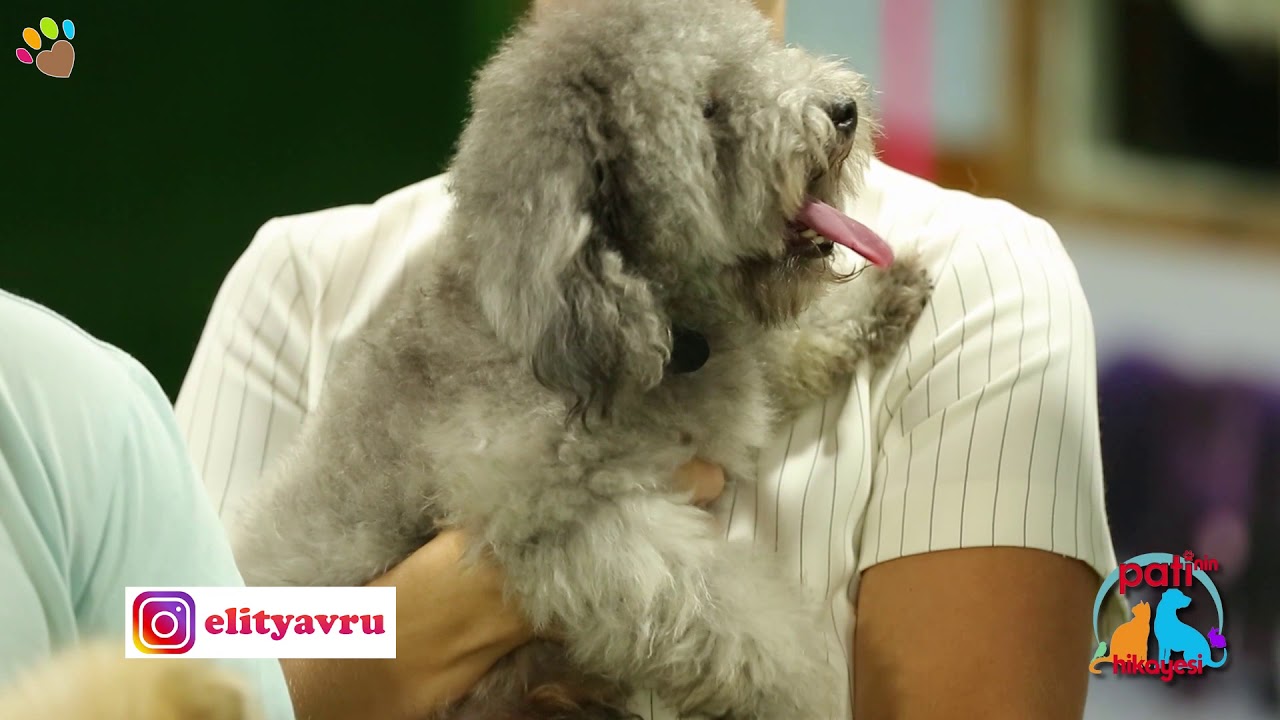 Apartman dairelerinde bakılabilecek en popüler köpek ırkları: Poodle, Morkie ve Pomeranian - 2.bölüm
