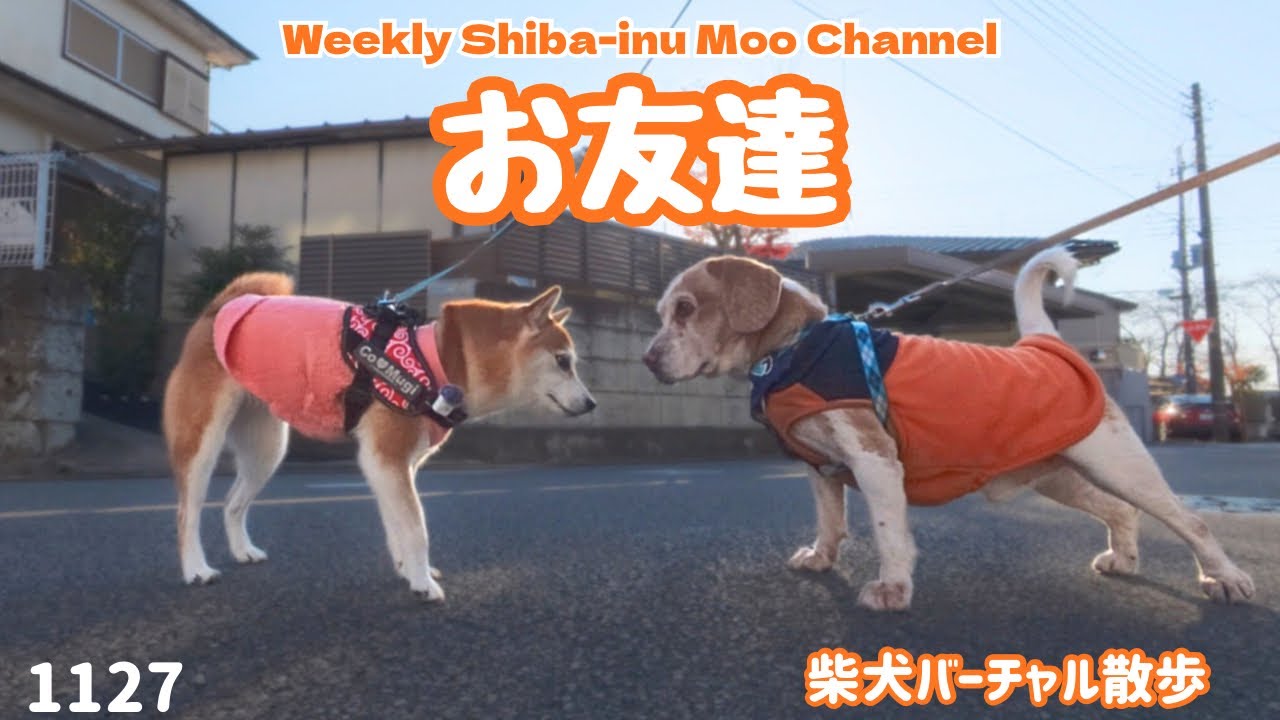 【柴犬】お友達 #245