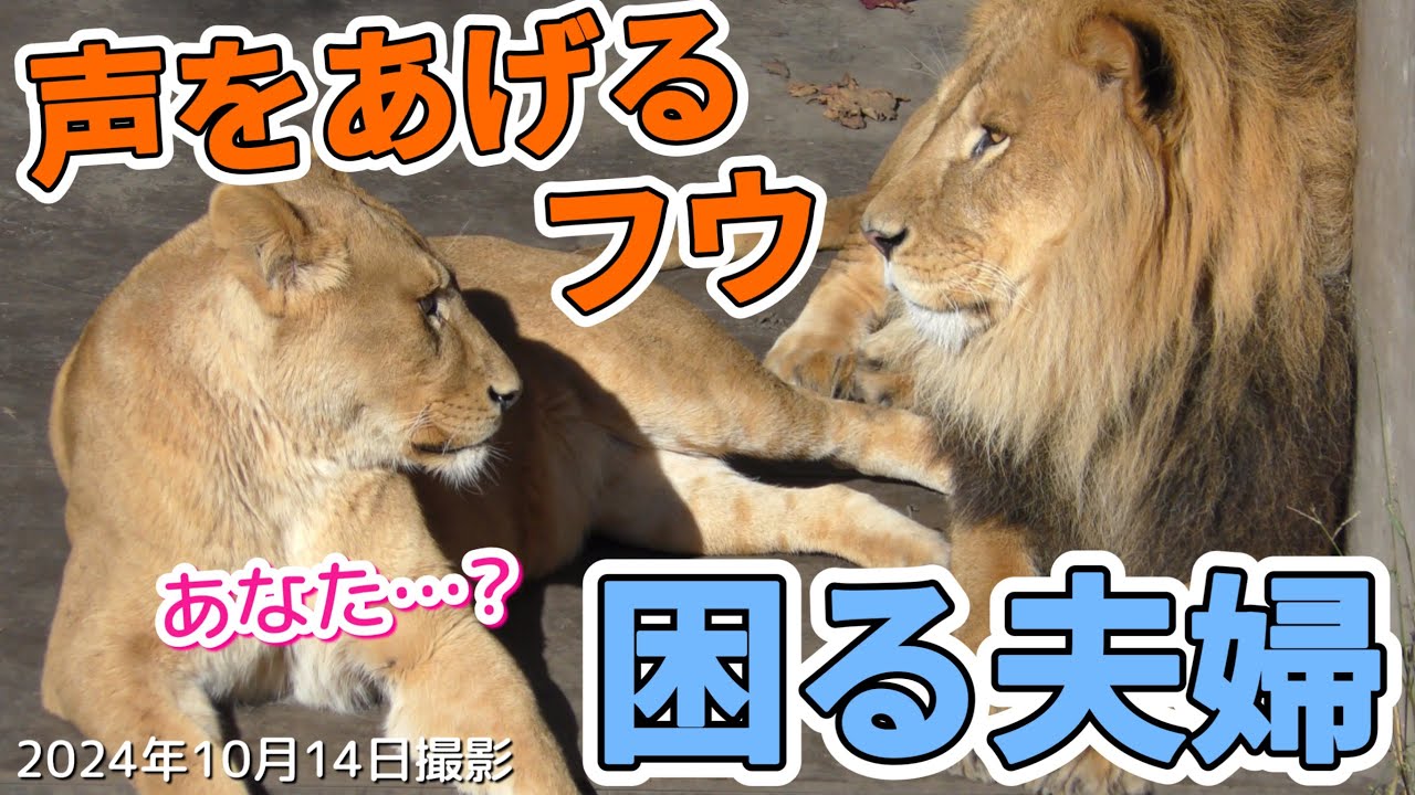 《旭山動物園ライオン＆トラ》声をあげ続ける娘に顔を見合わせるオリト＆イオ。オリト＆トラファミリーvol576/daughter continues to speak out lion&tiger